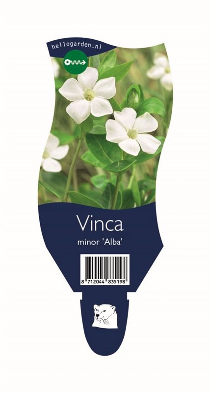 Vinca minor 'Alba' - P11